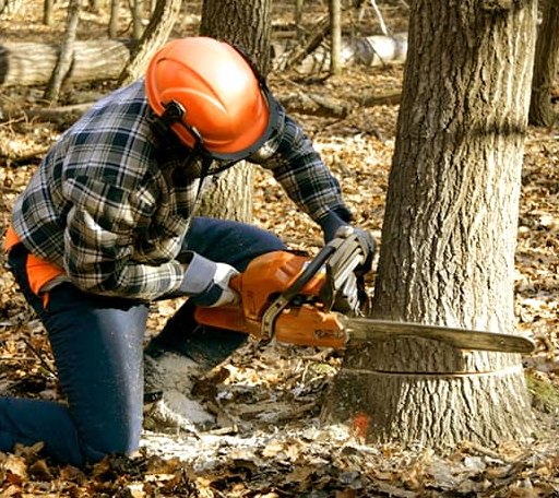 Tree Removal in San Augustine, TX